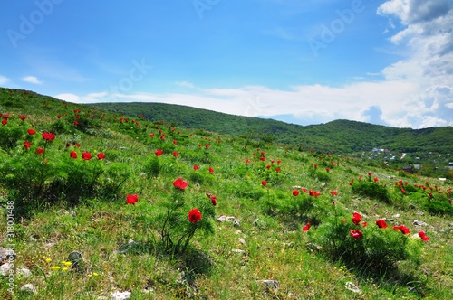 Meadow with green grass and red poppy flowers