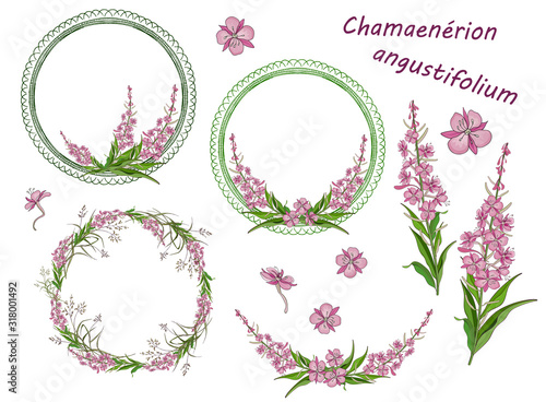 Set of round frames, wreaths, floral and floral elements of narrow-leaved fireweed flowers photo