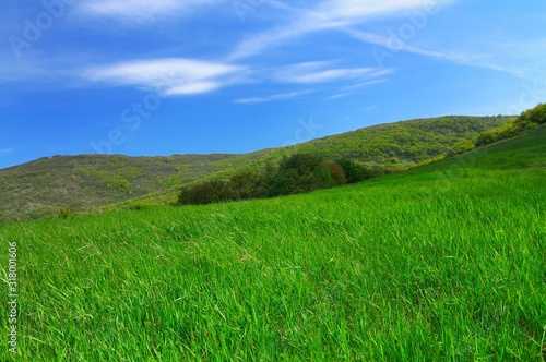 Field with tall green grass  hills in background
