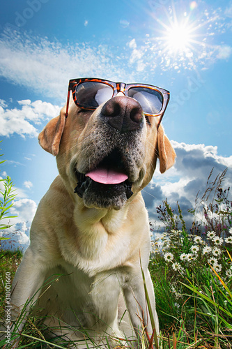 Funny Labrador Retriever in sunglasses sitting on meadow