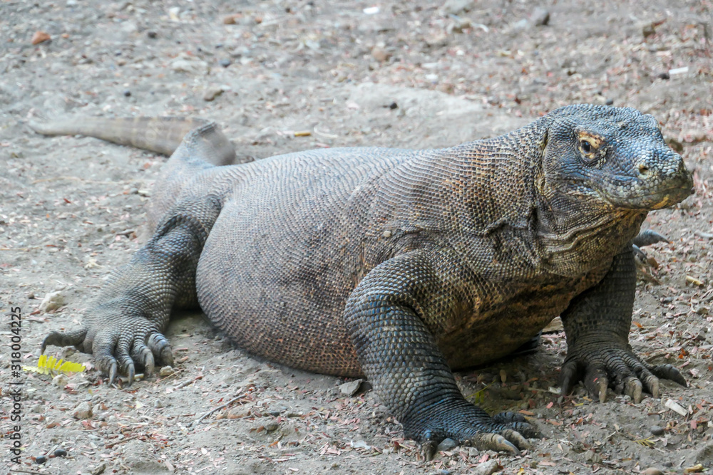 A gigantic, venomous Komodo Dragon roaming free in Komodo National Park, Flores, Indonesia. The dragon is resting in a shadow with its stomach full. Dangerous animal in natural habitat.
