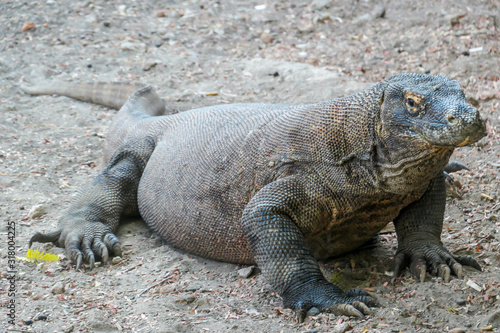 A gigantic  venomous Komodo Dragon roaming free in Komodo National Park  Flores  Indonesia. The dragon is resting in a shadow with its stomach full. Dangerous animal in natural habitat.
