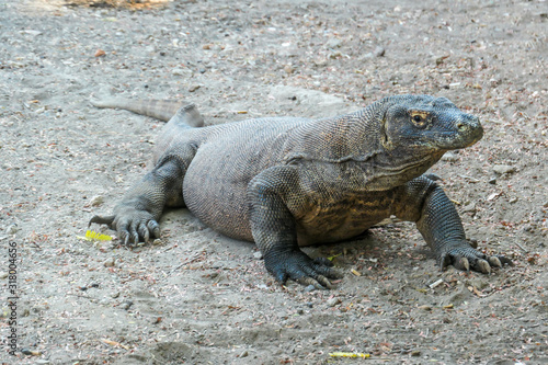 A gigantic  venomous Komodo Dragon roaming free in Komodo National Park  Flores  Indonesia. The dragon is resting in a shadow with its stomach full. Dangerous animal in natural habitat.