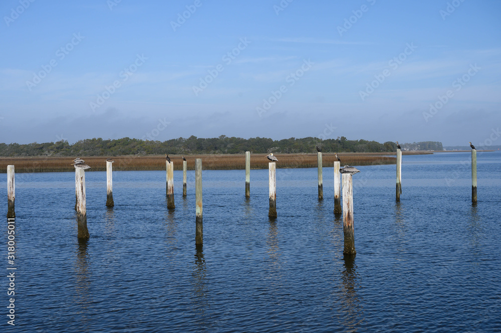 Lots of pelicans resting on poles in the water. Taking a break at the beach the birds a relaxing in the sunlight.