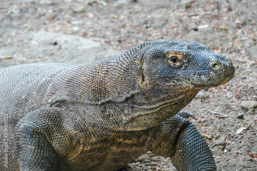 A close up on gigantic, venomous Komodo Dragon roaming free in Komodo National Park, Flores, Indonesia. The dragon is resting in a shadow with its stomach full. Dangerous animal in natural habitat.