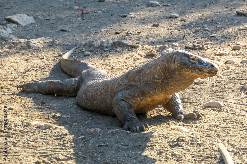 A gigantic, venomous Komodo Dragon roaming free in Komodo National Park, Flores, Indonesia. The dragon is resting in the sun. Toxic saliva is leaking from its mouth. Dangerous animal.