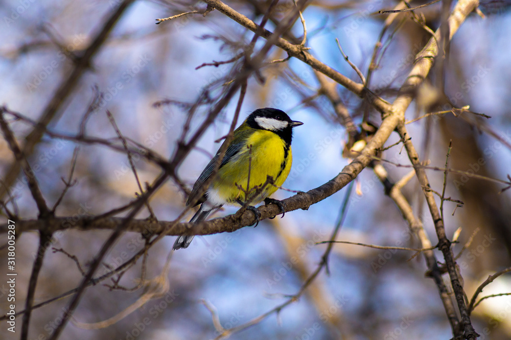 Tit in Kislovodsk National Park Tit in Kislovodsk National Park