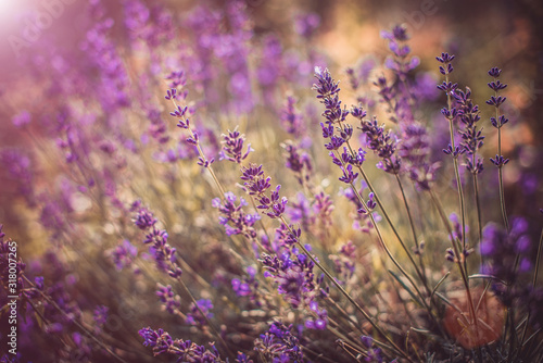 lavender flowers in nature, natural lavender flowers