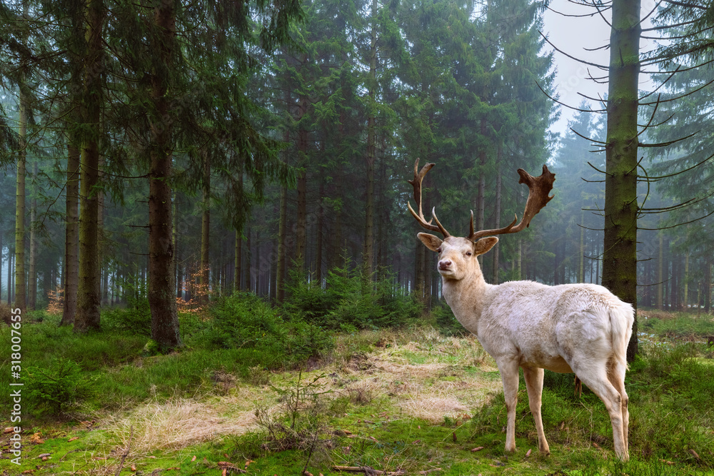 Wunderschöner weißer Hirsch (Albino) steht in einem märchenhaften Nadelwald Wunderschöner weißer Hirsch (Albino) steht in einem märchenhaften Nadelwald