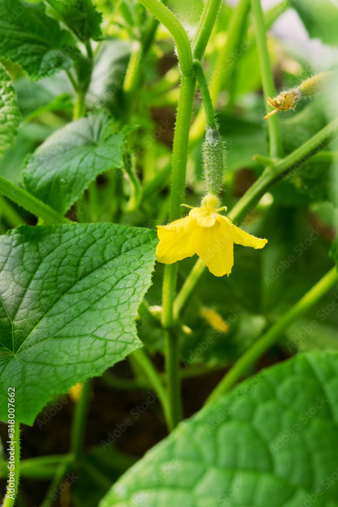 Small cucumber plant with flower Small cucumber plant with flower