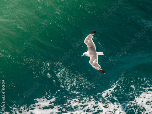 Seagull flying on blue clean water in the ocean. Top view aereal shot.