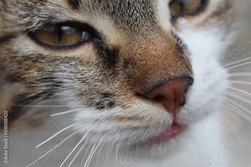 chat
