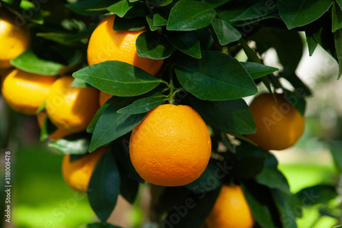 Ripe tangerines on a tree branch. Blue sky on the background. Citrus background.