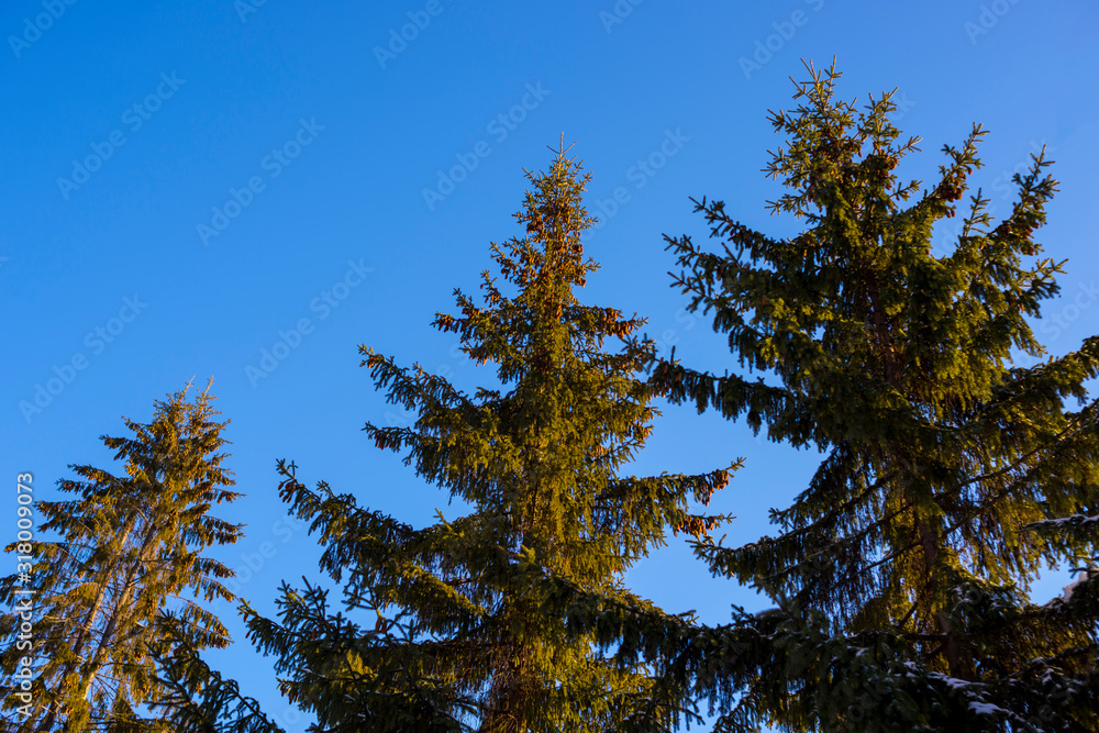 Obraz premium Coniferous trees, fir trees against the blue sky. Flora, forest, vegetation.