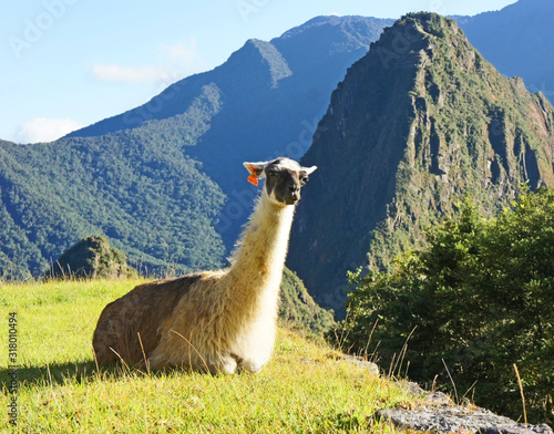 Llamas that live at Machu Picchu, Peru © Suchan