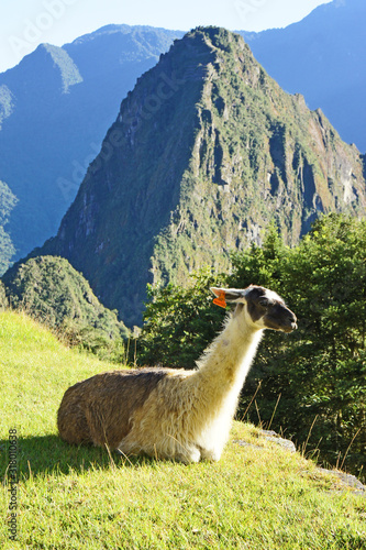 Llamas that live at Machu Picchu, Peru © Suchan