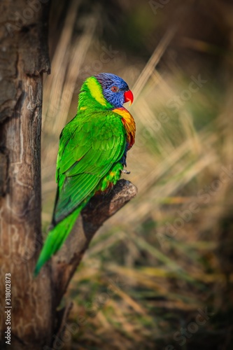Vertical image of a colorful rainbow lorikeet, a blue, orange, green and yellow parrot with red eyes and beak perched on a branch on a sunny day. Dry brown grass in background.