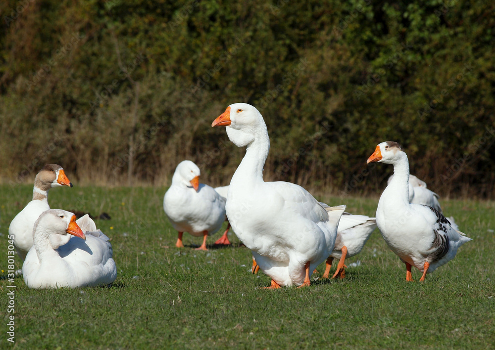 White domestic geese is grazed on green meadow White domestic geese is grazed on green meadow