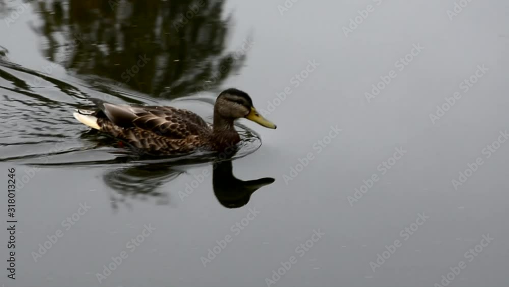 Duck swims in the pond. Waterfowl in the Park. The reflection in the water. Ripples on the surface of the water. Animal videos. Female Mallard swims on the surface of the lake with reflections. Duck swims in the pond. Waterfowl in the Park. The reflection in the water. Ripples on the surface of the water. Animal videos. Female Mallard swims on the surface of the lake with reflections.