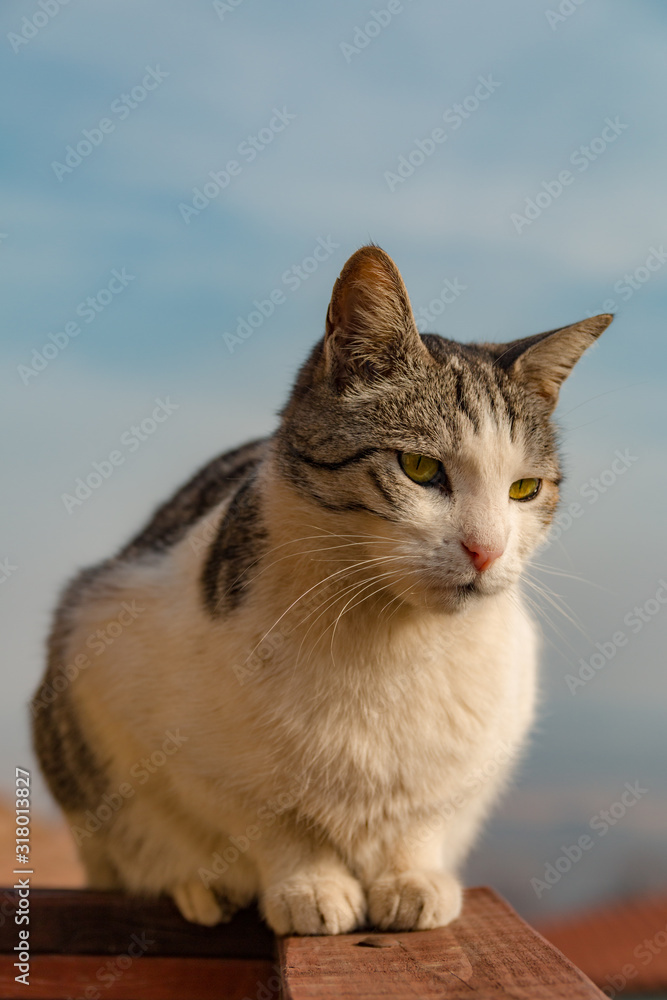 Beautiful cat sitting on high balcony fence, blue sky horizon in blurred background