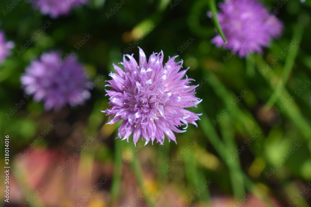 Blüte einer Schnittlauch Pflanze im Kräuterbeet Blüte einer Schnittlauch Pflanze im Kräuterbeet