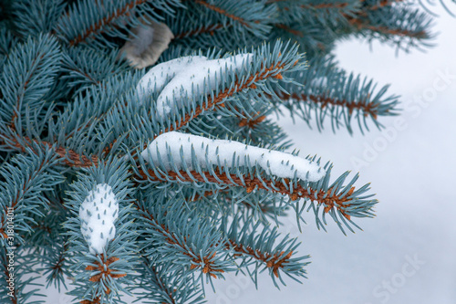 Branches of blue spruce in the snow