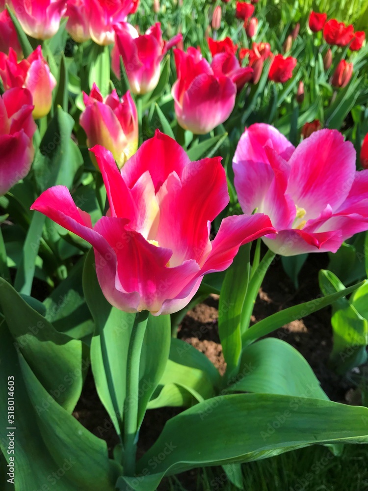 Fototapeta premium Tulip