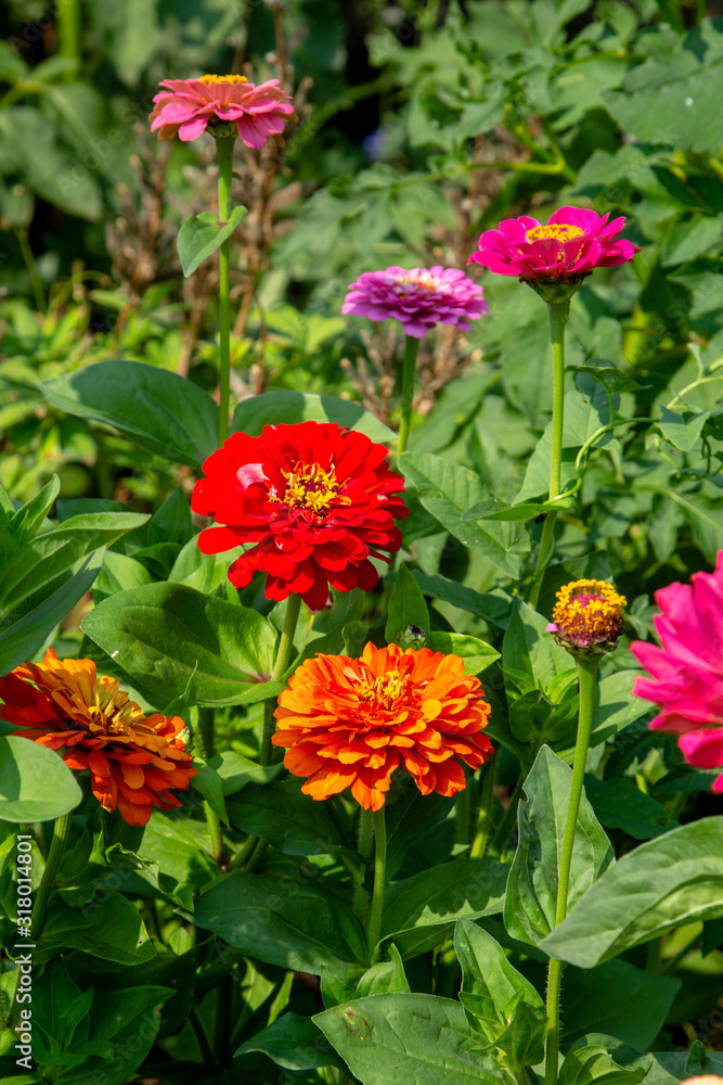 bright red zinnia blossoms on a summer day bright red zinnia blossoms on a summer day