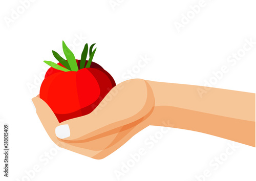 tomato fruit fresh in human hand on white background illustration vector 