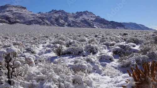 Wallpaper Mural Snow cyclone, snow on desert plants on a mountain pass near Death Valley National Park, California Torontodigital.ca