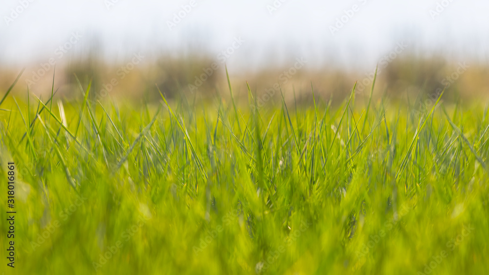 closeup green grass in a prairie