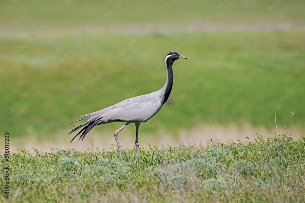 The demoiselle crane (Grus virgo) is a species of crane found in central Eurasia. demoiselle crane (Grus virgo) in a typical breeding ecosystem The demoiselle crane (Grus virgo) is a species of crane found in central Eurasia. demoiselle crane (Grus virgo) in a typical breeding ecosystem
