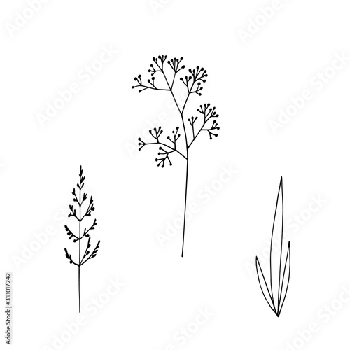 Hand-drawn illustration. Set of simple wild grass, twigs. Sketch, black lines on a white background. For modern decor.