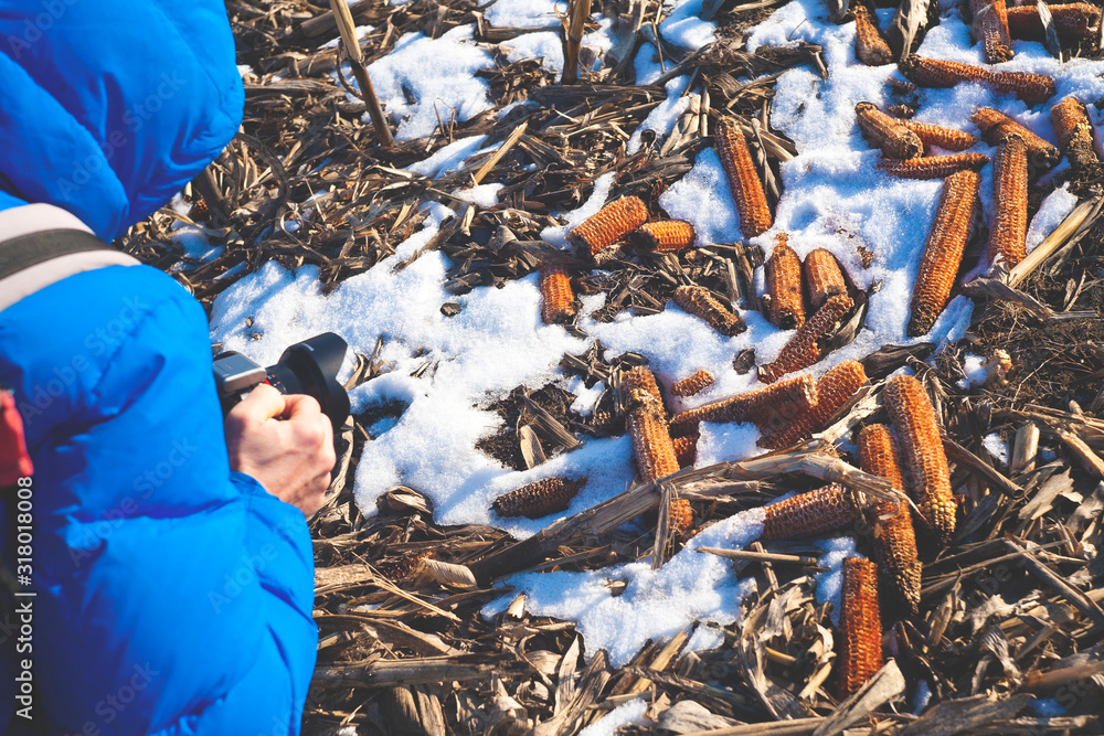 Obraz premium a man in a blue jacket photographs corn