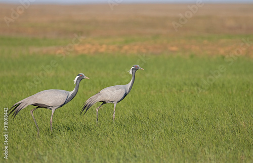 The demoiselle crane (Grus virgo) is a species of crane found in central Eurasia. demoiselle crane (Grus virgo) in a typical breeding ecosystem © ihorhvozdetskiy