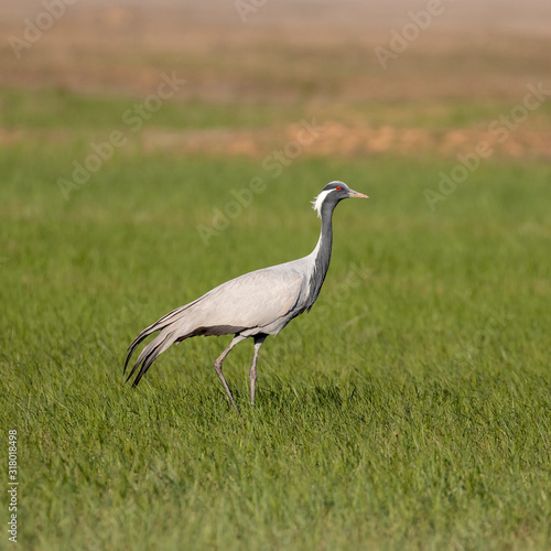 The demoiselle crane (Grus virgo) is a species of crane found in central Eurasia. demoiselle crane (Grus virgo) in a typical breeding ecosystem © ihorhvozdetskiy