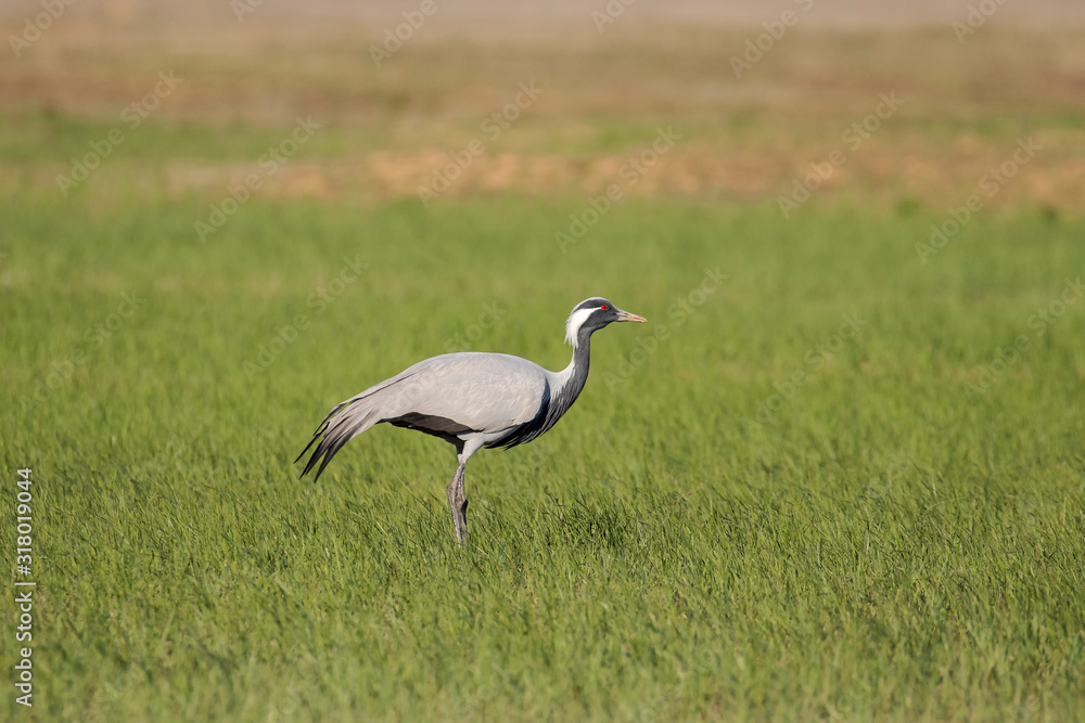 Obraz premium The demoiselle crane (Grus virgo) is a species of crane found in central Eurasia. demoiselle crane (Grus virgo) in a typical breeding ecosystem