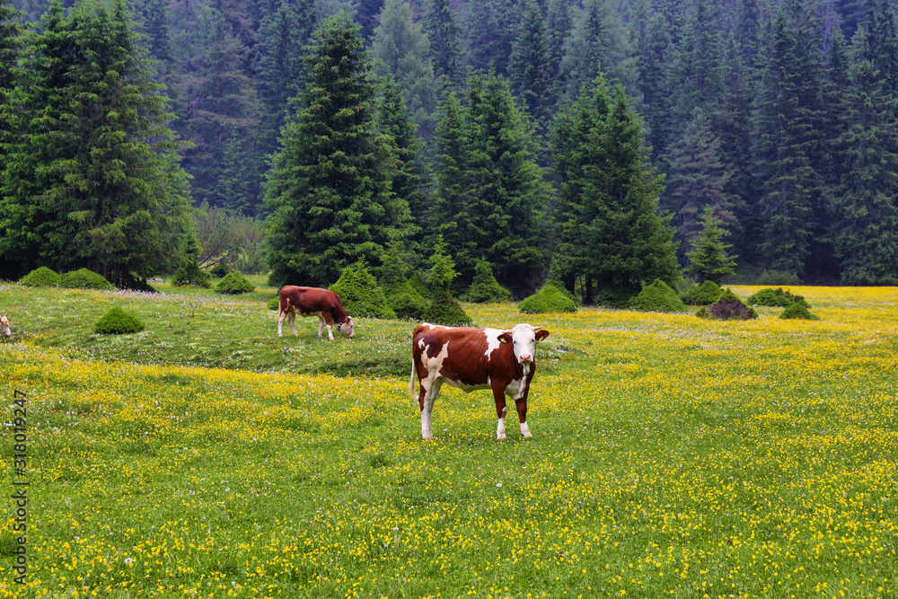 Cow in a field with yellow alpine flowers in Puez-odle nature park in the dolomites, Italy Cow in a field with yellow alpine flowers in Puez-odle nature park in the dolomites, Italy