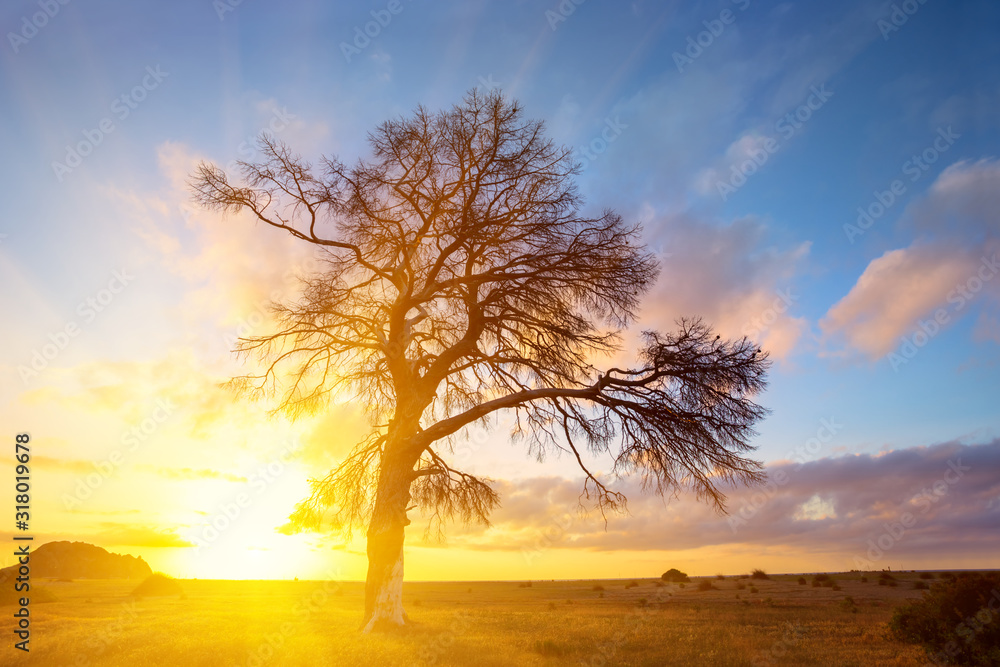 alone tree silhouette on a sunrise background