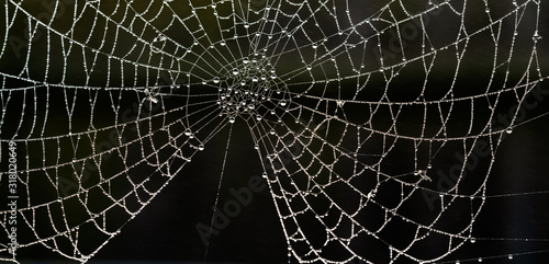 Spider's web covered in water droplets