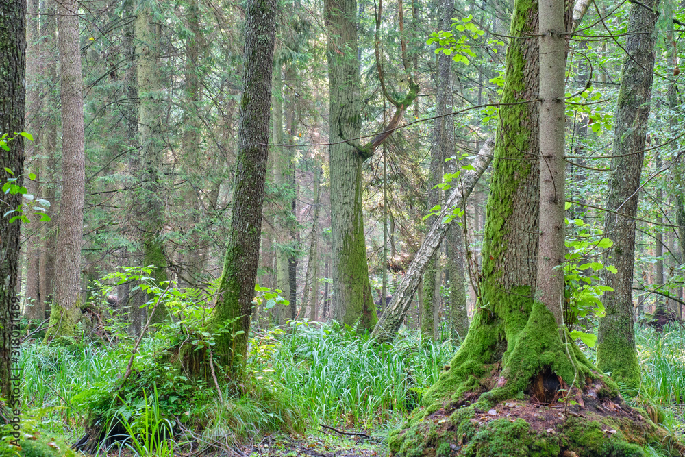 Obraz premium Old monumental oak tree in deciduous fores