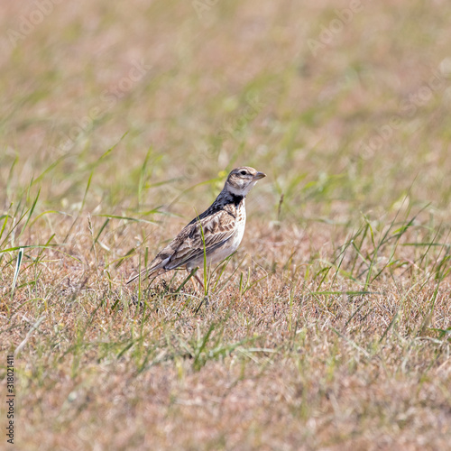  The calandra lark (Melanocorypha calandra) in a typical steppe ecosystem of habitat.