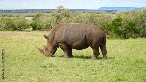 Rhinoceros in the Masai Mara Reserve in Kenya Africa