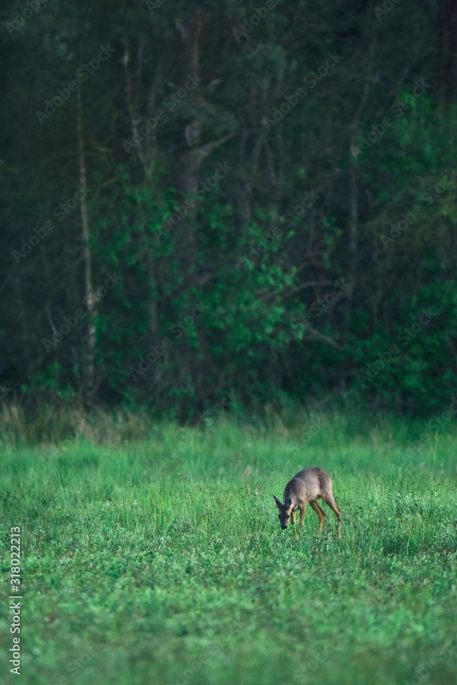 Young female roe deer grazing in fresh meadow at forest edge.