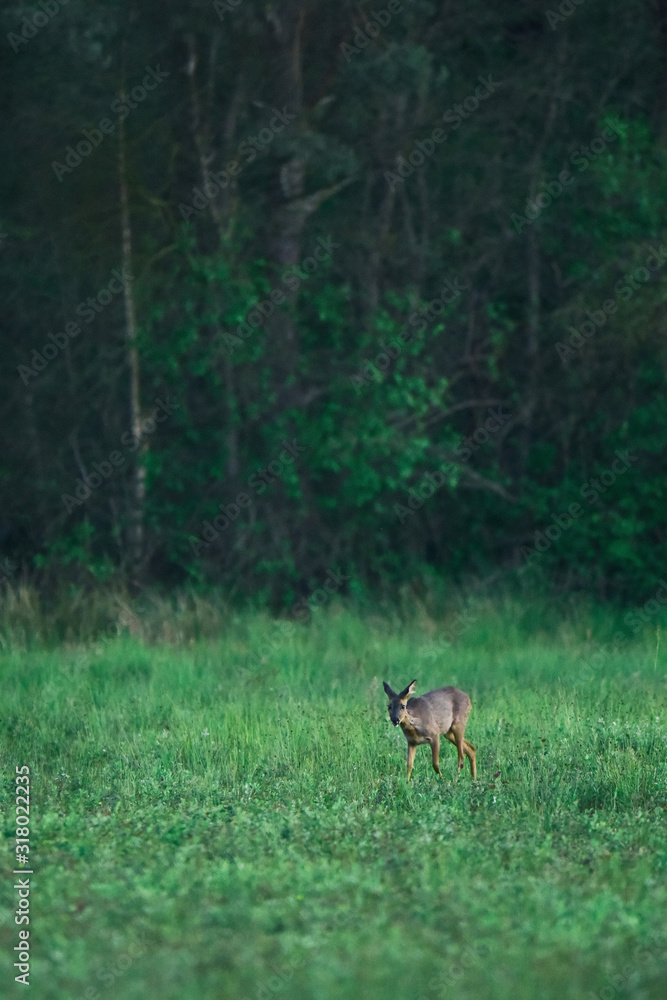 Young female roe deer grazing in fresh meadow at forest edge. Young female roe deer grazing in fresh meadow at forest edge.