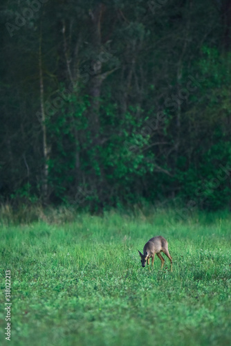 Young female roe deer grazing in fresh meadow at forest edge.