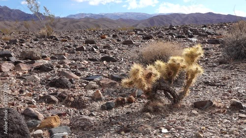 Silver cholla (Cylindropuntia echinocarpas) in Cholla Cactus Garden, California, USA photo