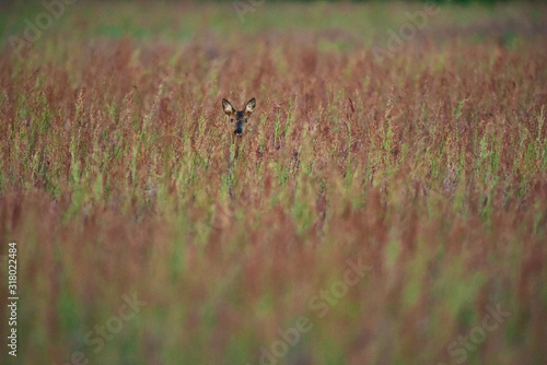 Female roe deer between tall grasses in early spring. © ysbrandcosijn