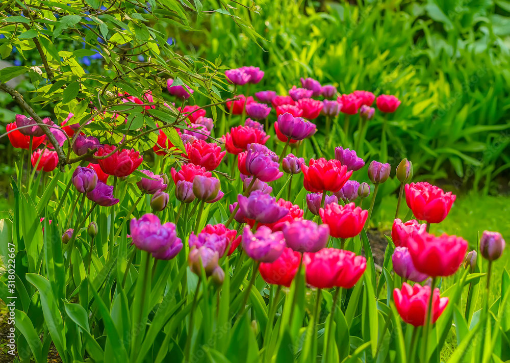 Tulip festival in St. Petersburg in the public Park on Elagin island in may 2019. Tulip festival in St. Petersburg in the public Park on Elagin island in may 2019.