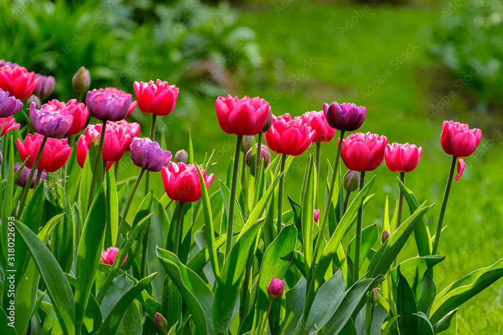 Tulip festival in St. Petersburg in the public Park on Elagin island in may 2019. Tulip festival in St. Petersburg in the public Park on Elagin island in may 2019.